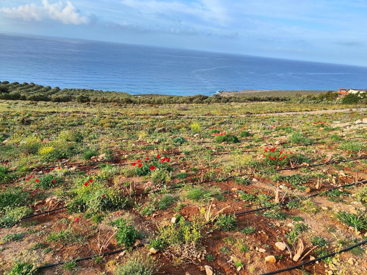 Olive And Aloe Villas Nomikianá Eksteriør bilde